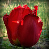 TULIPA CALIBRA