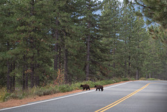 Mt Shasta Everitt Memorial Highway bears (1084)