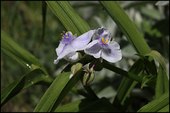 Tradescantia x Andersoniana 'Osprey'