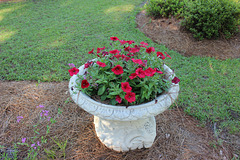 My Garden,  an urn full of red Petunias