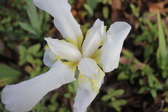 Beginning of Spring~~  wild Iris!  my garden