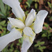 Beginning of Spring~~  wild Iris!  my garden