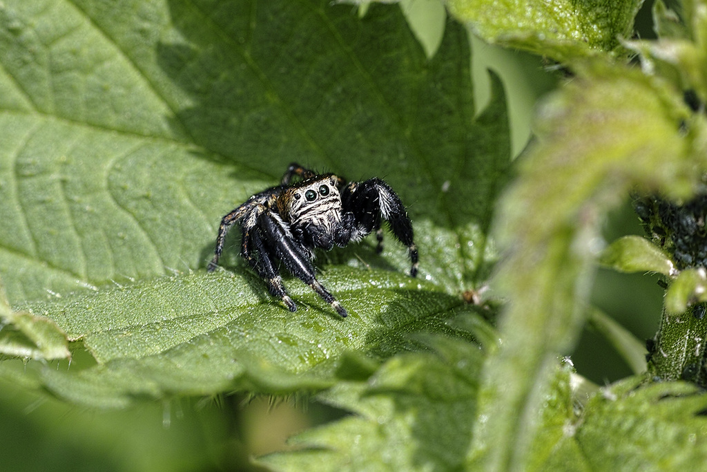 Springspinne