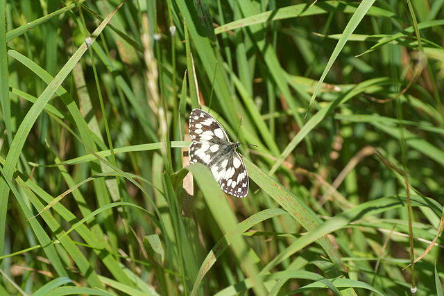 Melanargia galathea im Gras