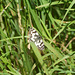 Melanargia galathea im Gras