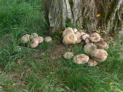 Schwammerlnest