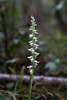 Spiranthes odorata (Fragrant Ladies'-tresses orchid)