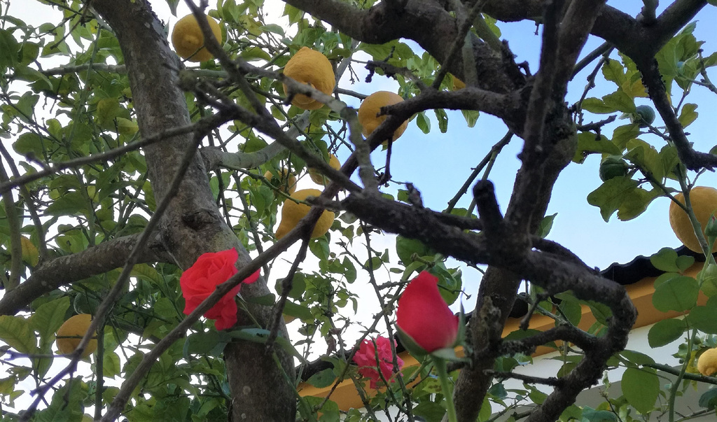 The roses of the lemon tree