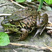Green Frog DSC 3645
