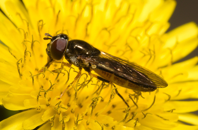 IMG 6775 Hoverfly-1