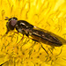 IMG 6775 Hoverfly-1