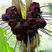 Bat Flower
