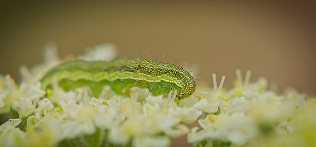 Die Raupe vom Baumwollkapselwurm (Helicoverpa armigera):)) The caterpillar of the cotton bollworm (Helicoverpa armigera):)) La chenille du ver de la capsule du coton (Helicoverpa armigera) :))