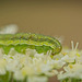 Die Raupe vom Baumwollkapselwurm (Helicoverpa armigera):)) The caterpillar of the cotton bollworm (Helicoverpa armigera):)) La chenille du ver de la capsule du coton (Helicoverpa armigera) :))