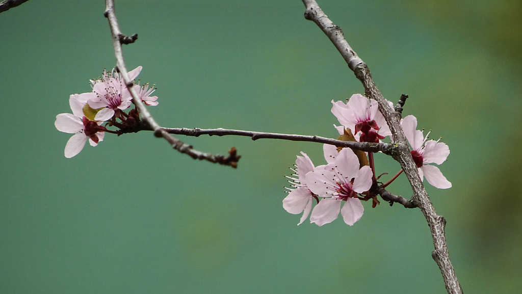 sakura