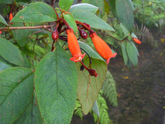 Tropical Garden