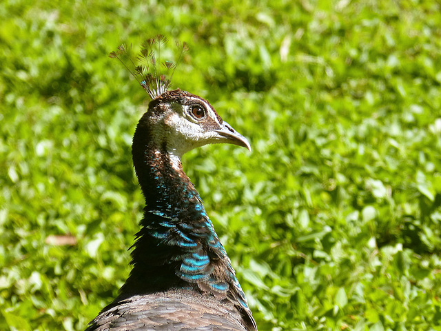 Peacock