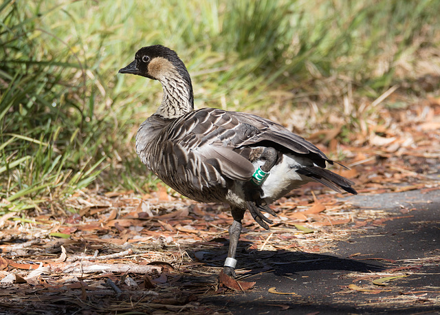 Hawaiian Goose