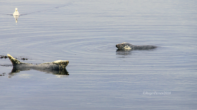 Ripples