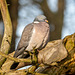 Woodpigeon