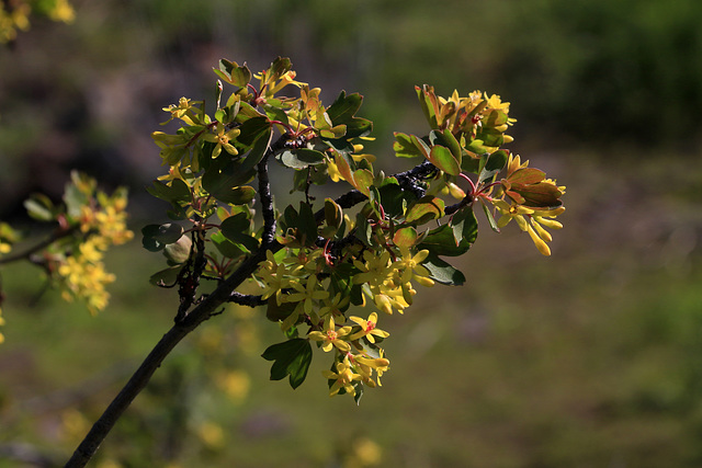 Golden Currant