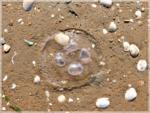 Méduse à la plage de la Villeger ( 22) ................