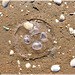 Méduse à la plage de la Villeger ( 22) ................