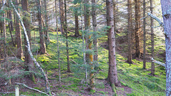 The Rafford woods