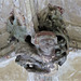 lacock abbey, wilts (82) c15 cloister vaulting boss