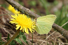 Zitronenfalter ♀ auf Löwenzahn