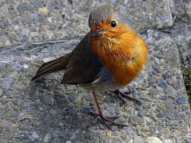 Spare a crumb please Spare a crumb please