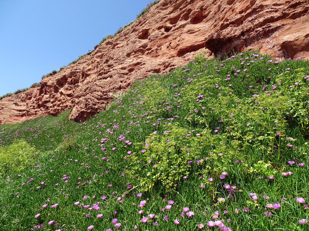 Carpobrotus edulis at Budleigh Saltern