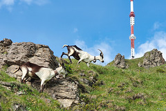 Bergziegen am Kitzbüheler Horn