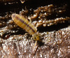 IMG 6799 Springtail