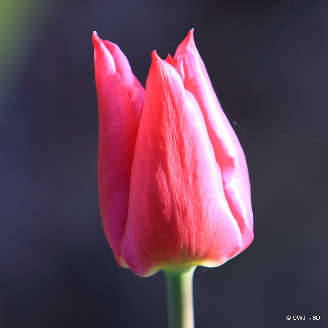 April Tulips