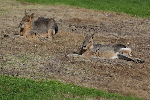 Mara-Siesta (Hagenbeck)