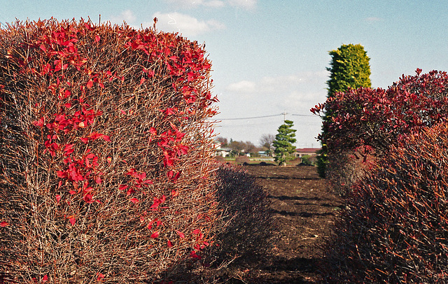 Enkianthus