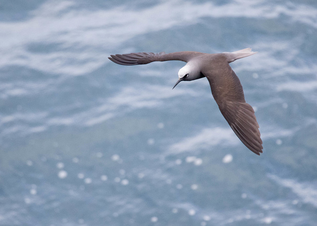 Hawaiian Noddy