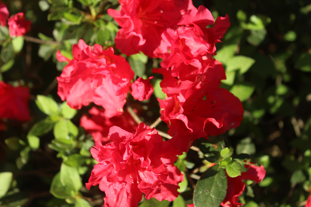 A Bright Spring budding out !   red minature Azalea ~~  my garden