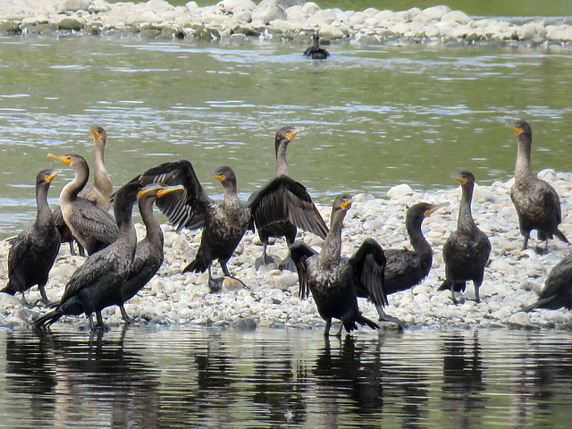 Double-crested Cormorants / Phalacrocorax auritus