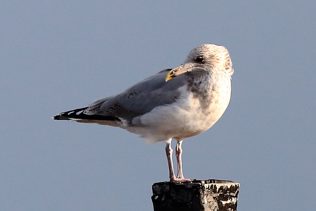 EOS 6D Peter Harriman 13 57 17 00977 Gull dpp