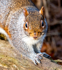 Grey squirrel