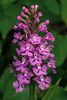 Platanthera psycodes (Small Purple Fringed orchid)