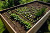 Raised Bed (PiP)