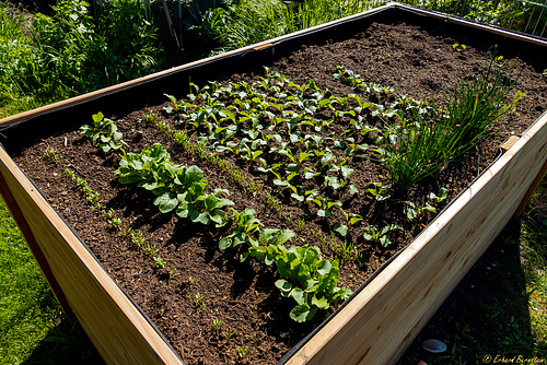 Raised Bed (PiP)