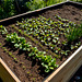 Raised Bed (PiP)