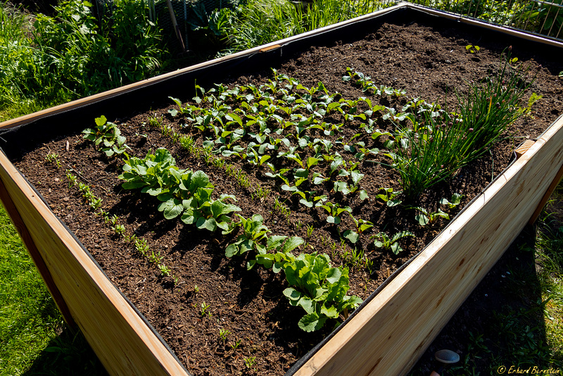Raised Bed (PiP)