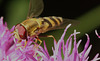 IMG 5020Hoverflyv2