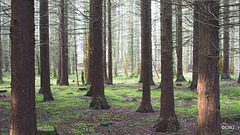 The Rafford woods