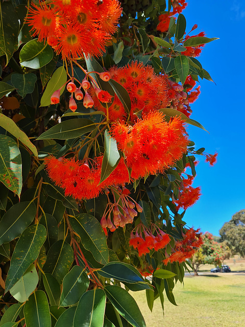 eucalyptus ficifolia